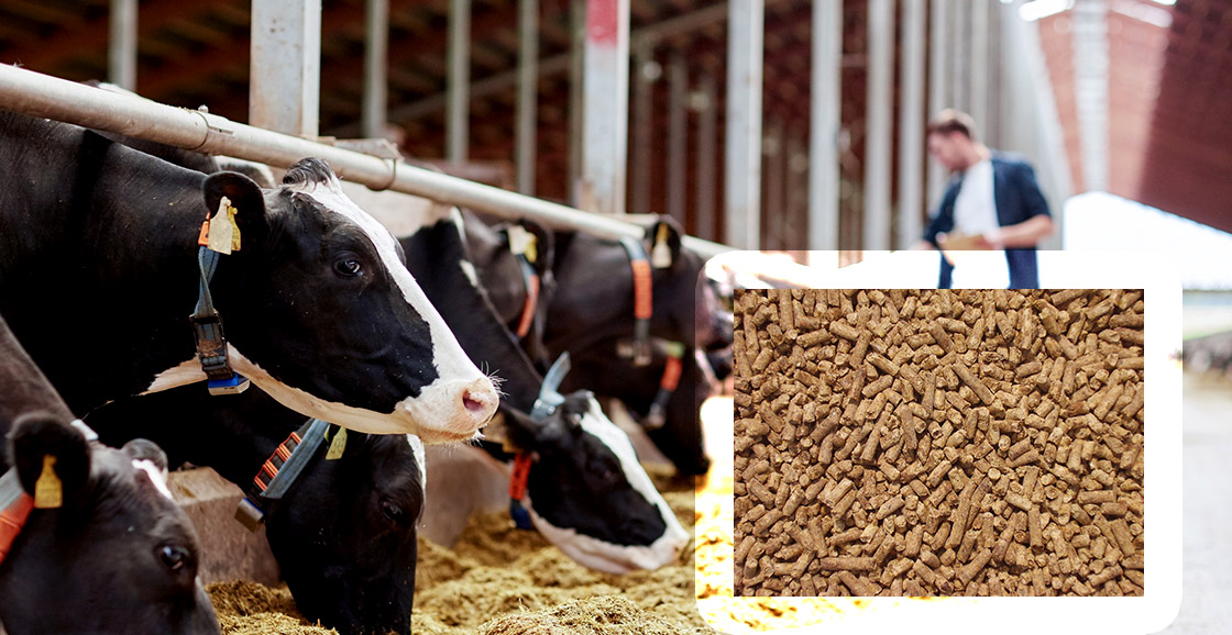 Комбикорм для КРС