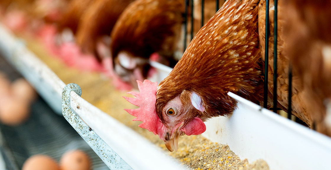 Комбикорм для птиц